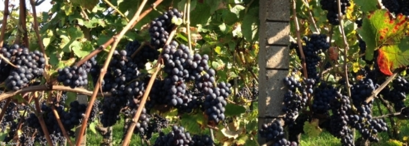 Weintrauben