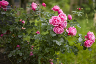 Rosen im Frühsommer