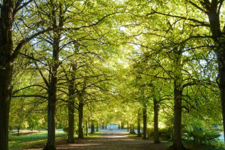 Waldweg im Park Kloster Schwanberg